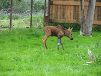 Injured moose calf